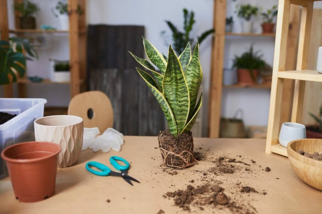 5 Common Reasons Your Snake Plant is Drooping and How to Fix It Petal