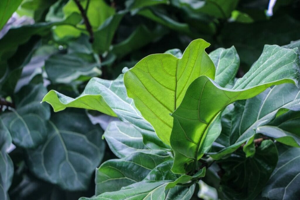 Fiddle Leaf Fig Temperature and Humidity Tolerances Indoors Petal