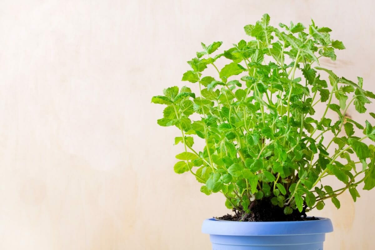 How to Grow Mint Indoors (Essential Tips) Petal Republic