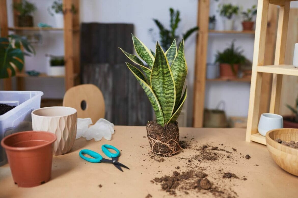When and How to Repot a Snake Plant (Essential Tips) Petal Republic