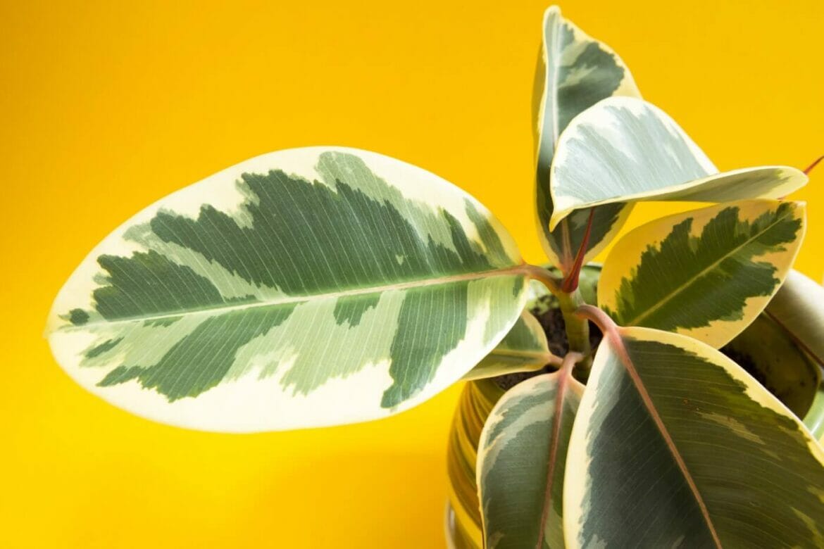 17 Best Types of Ficus Tree to Grow at Home Petal Republic