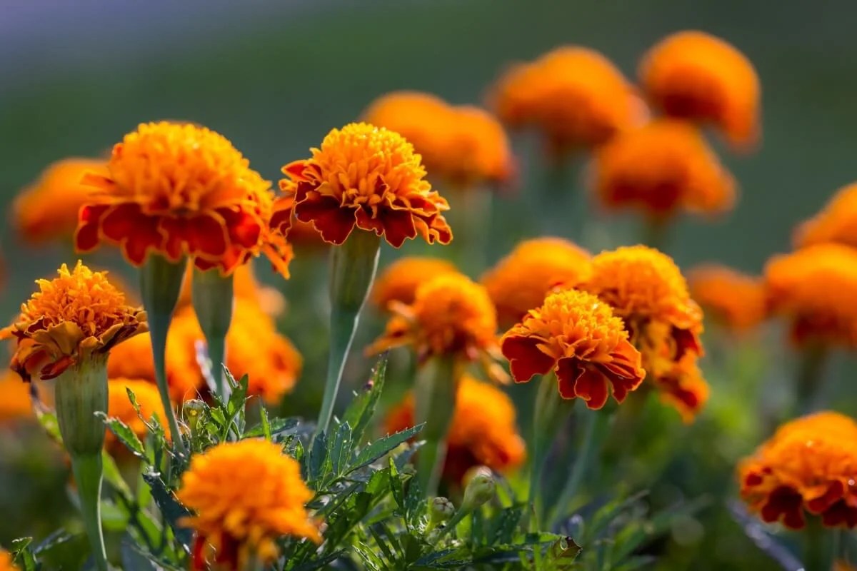 What Color Do Marigolds Come In? (Ultimate Guide) Petal Republic