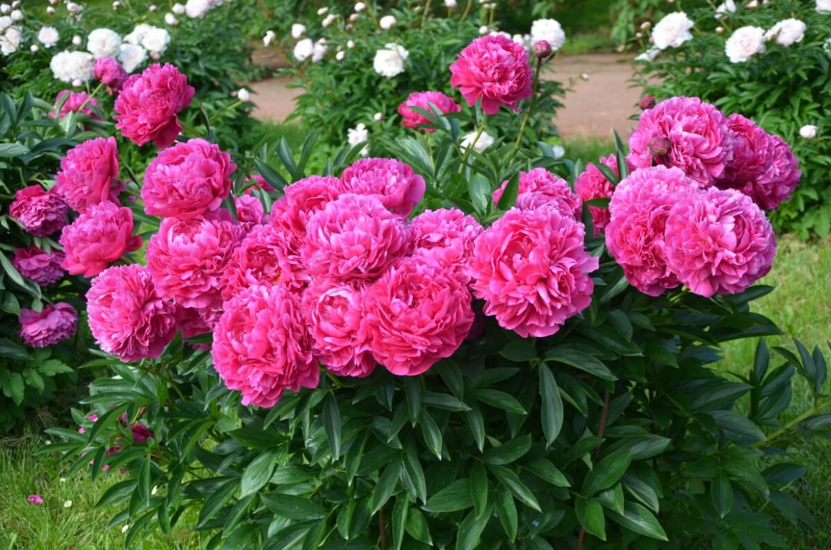 When Do Peonies Bloom? A Gardener's Guide to Peony Season