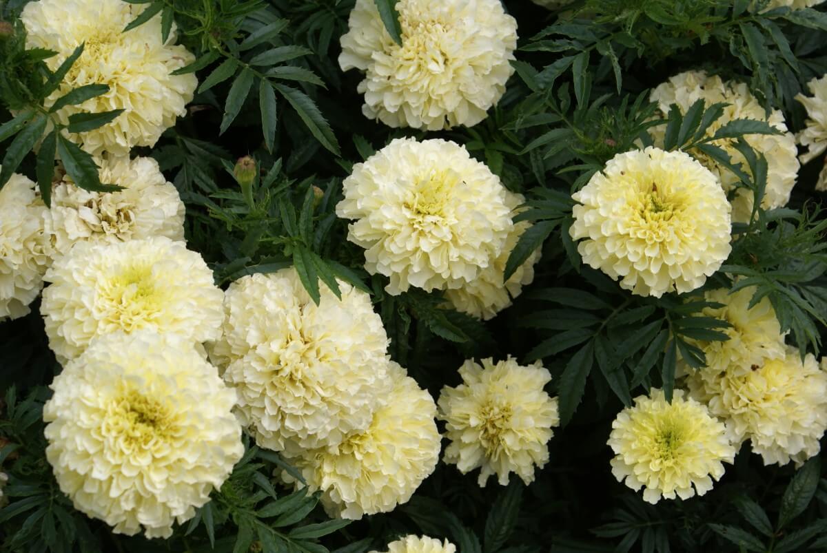 Every Marigold Flower Color With Photos