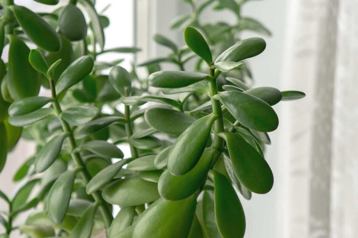 How Big and Fast Do Jade Plants Grow? (Essential Guide) Petal Republic