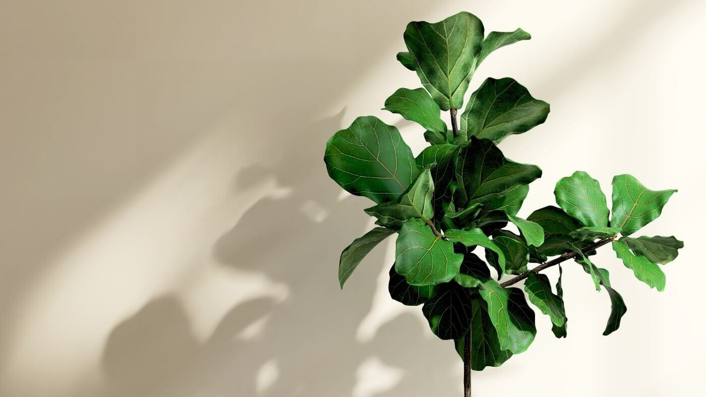 How Fast Do Fiddle Leaf Figs Grow? (Essential Guide