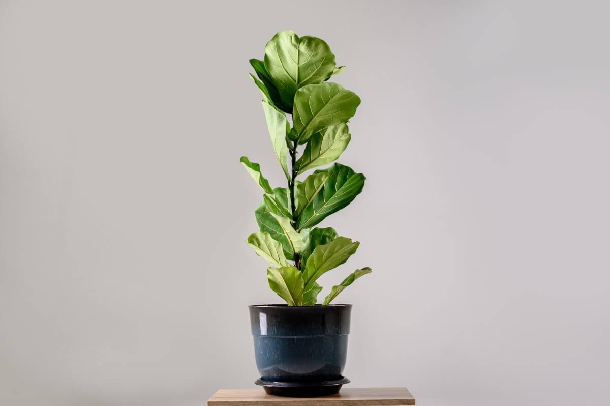 When and How to Prune Fiddle Leaf Figs (Ultimate Guide) Petal Republic