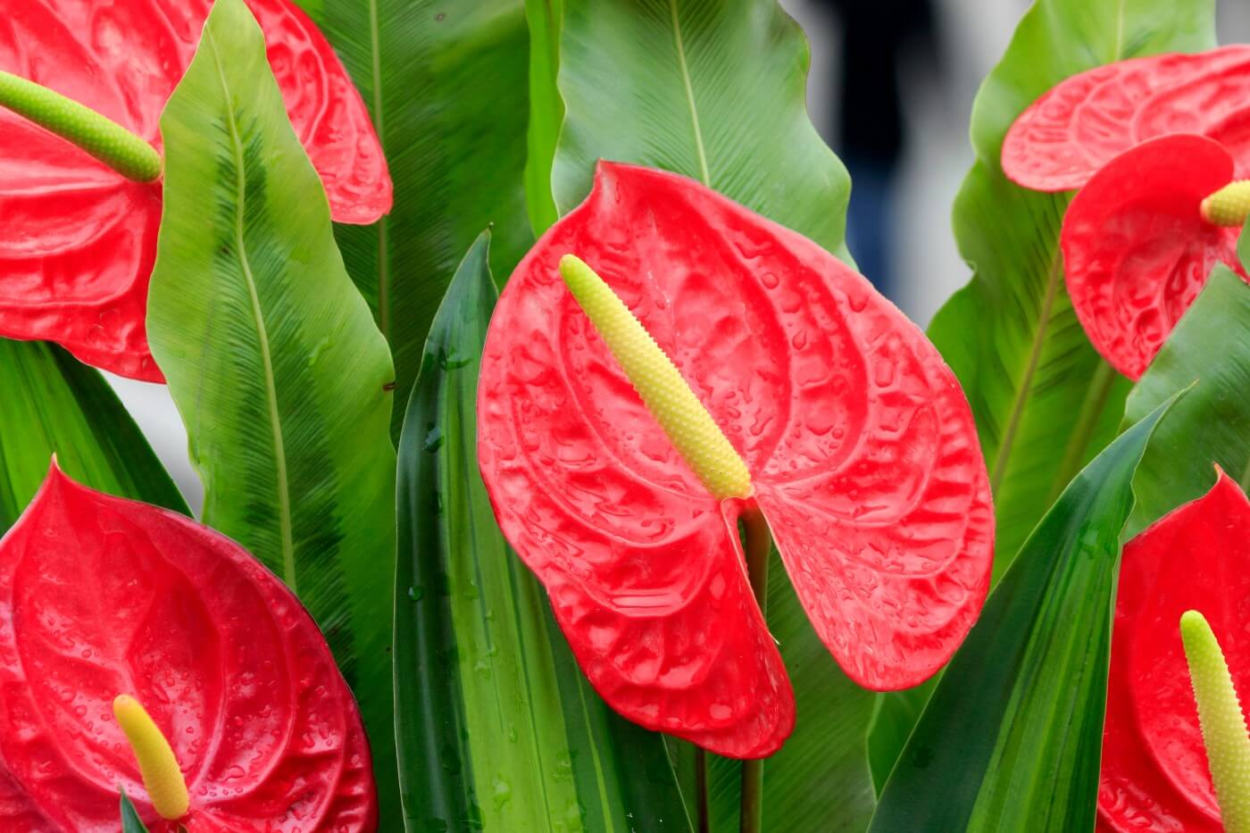 How Much Light Do Anthurium Plants Need? Petal Republic