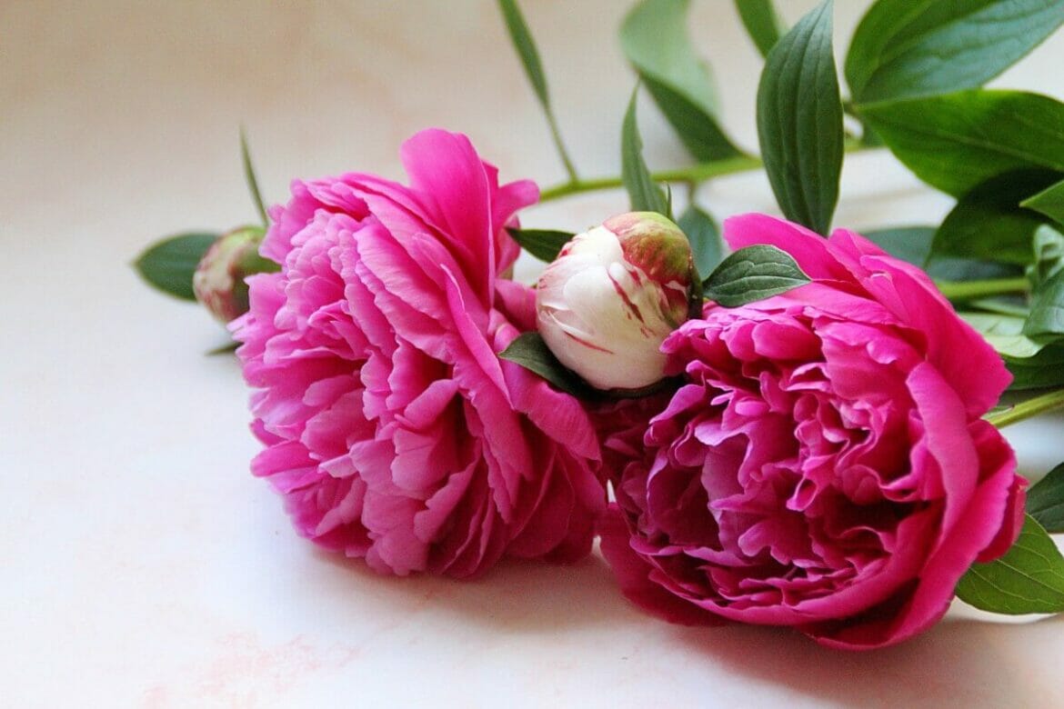 A Guide on How to Cut Peony Flowers and Make Them Last Longer Petal