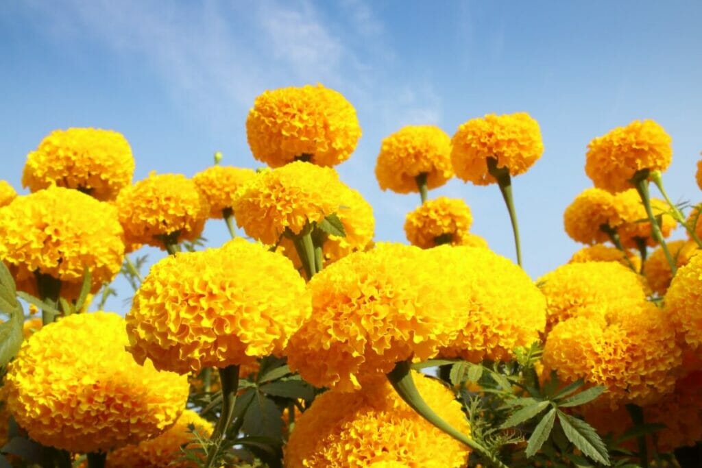 How to Cut Marigolds for a Vase or Bouquet? Petal Republic