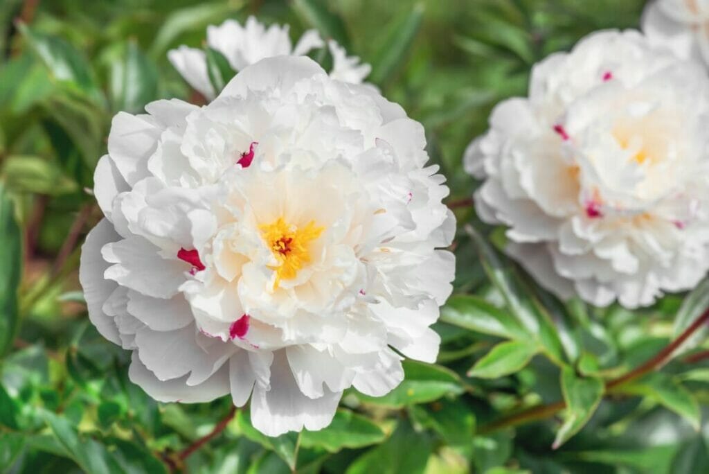 What Color Do Peonies Come In? (Essential Guide) Petal Republic