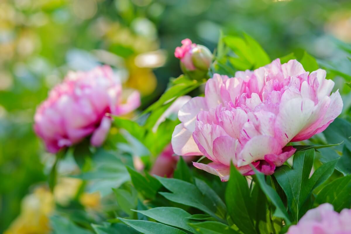 Peonies and Sunlight How Much Do They Really Need? Petal Republic