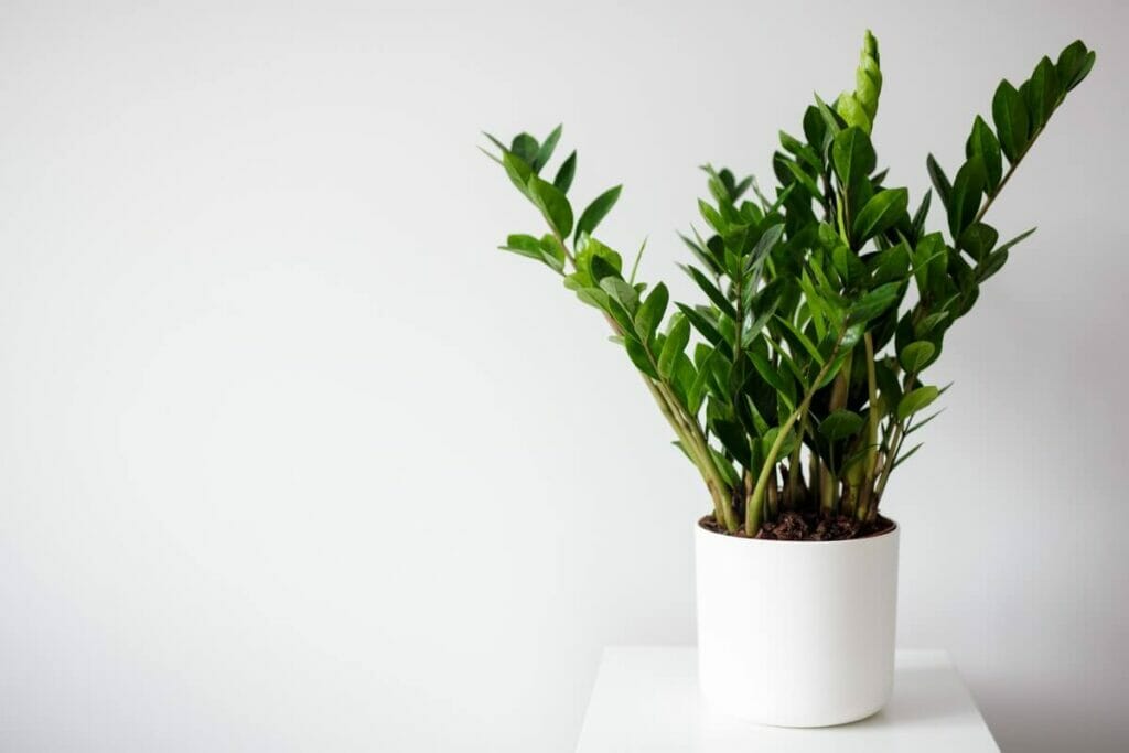 How to Prune ZZ Plants at Home (Essential Tips) Petal Republic