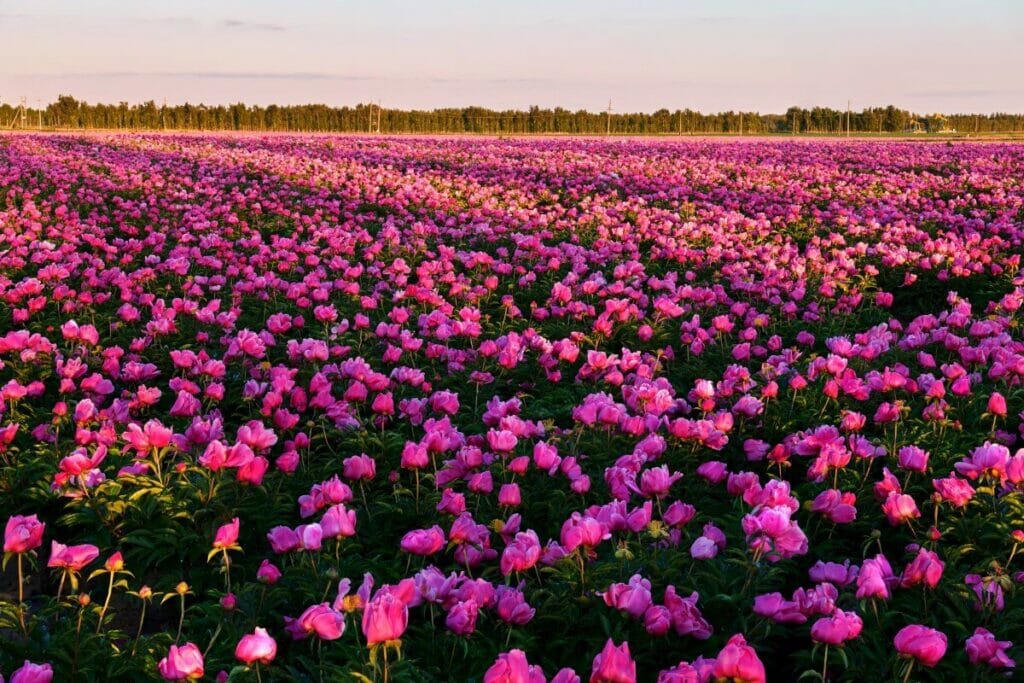 When Do Peonies Bloom? A Gardener's Guide to Peony Season Petal Republic