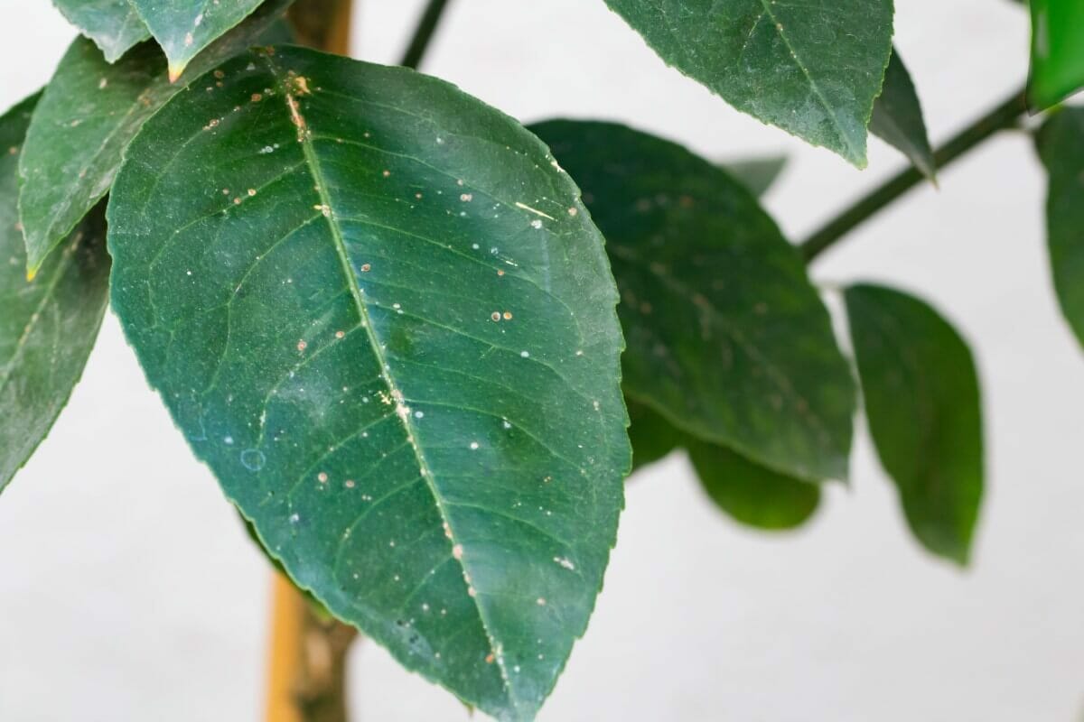 10 Common Croton Plant Pests and Remedies Petal Republic