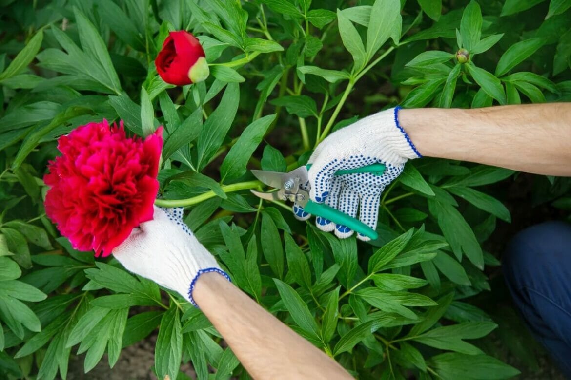 A Guide on How to Cut Peony Flowers and Make Them Last Longer Petal