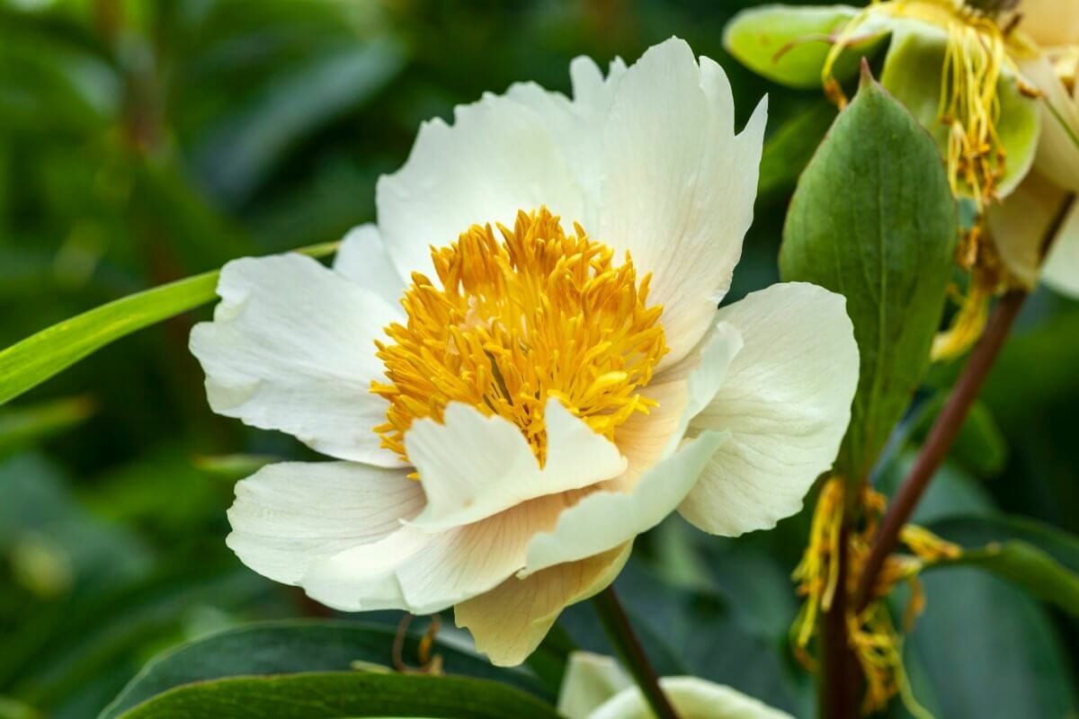 When Do Peonies Bloom? A Gardener's Guide to Peony Season