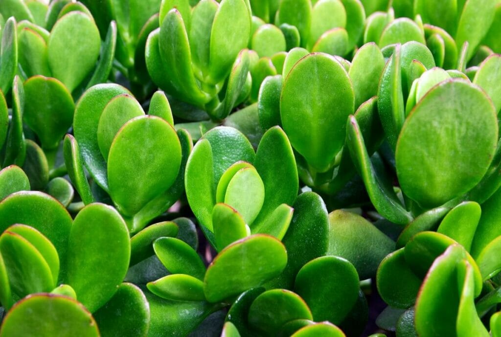 Jade Plant Temperature and Humidity Tolerances Indoors Petal Republic