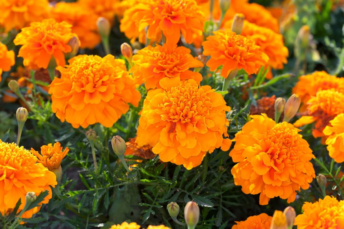 What Color Do Marigolds Come In? (Ultimate Guide) Petal Republic