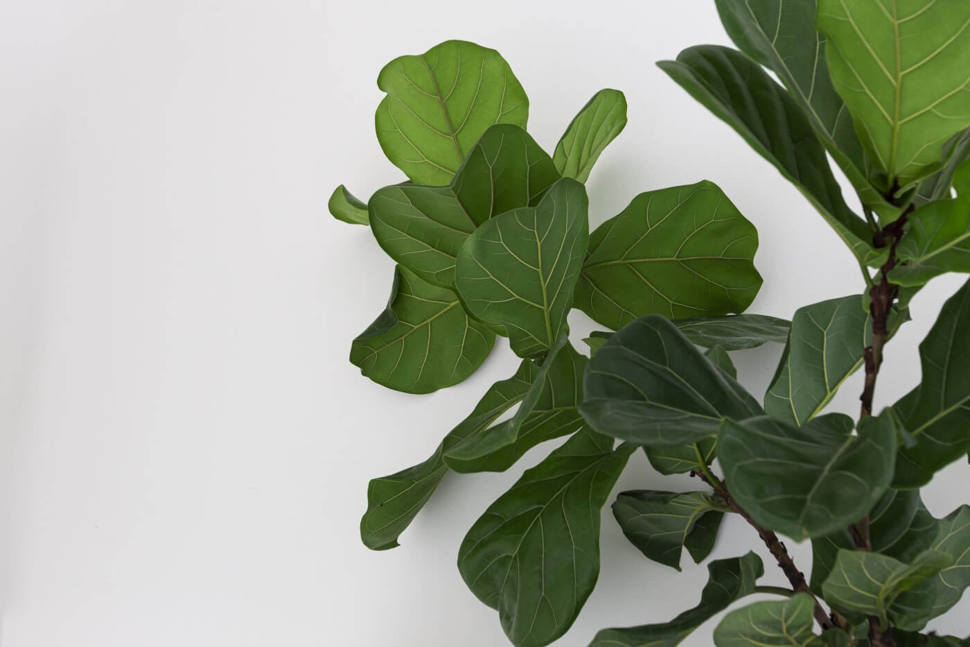 When and How to Prune Fiddle Leaf Figs (Ultimate Guide) Petal Republic