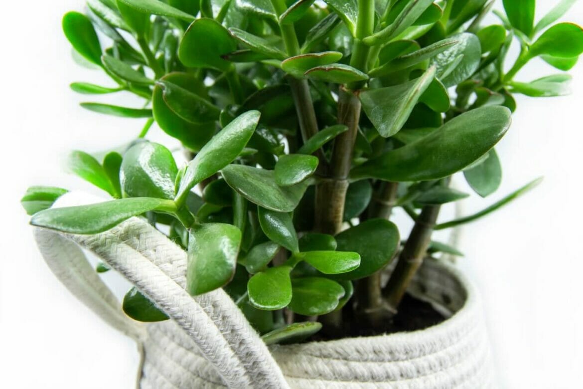 When and How to Repot a Jade Plant (Essential Tips) Petal Republic