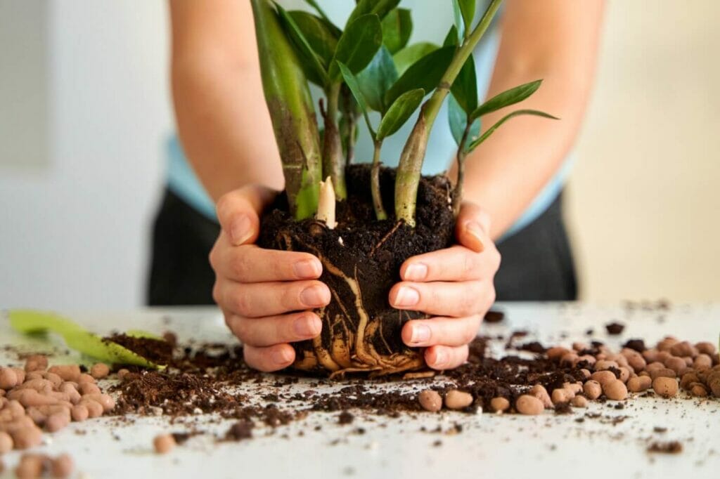 When and How to Repot a ZZ Plant (Essential Guide) Petal Republic