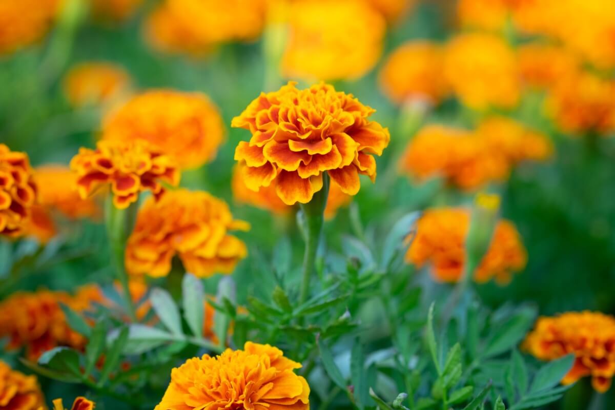 How Much Sunlight Do Marigolds Need? (Essential Guide) Petal Republic