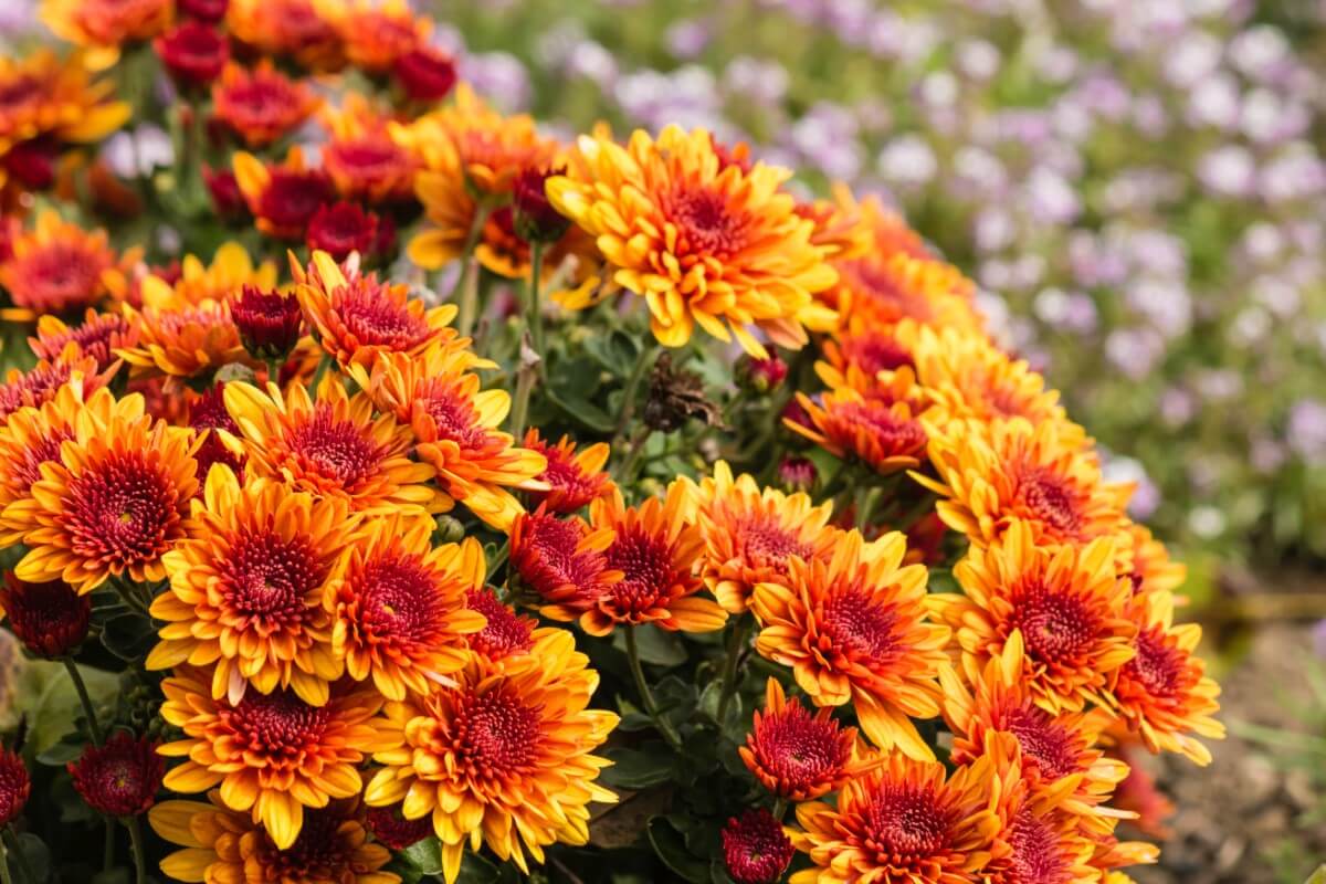 14 Best Types of Flowers for Graduation Gifts Petal Republic