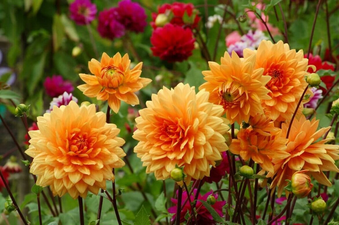 When Do Dahlias Bloom? (Essential Guide) Petal Republic