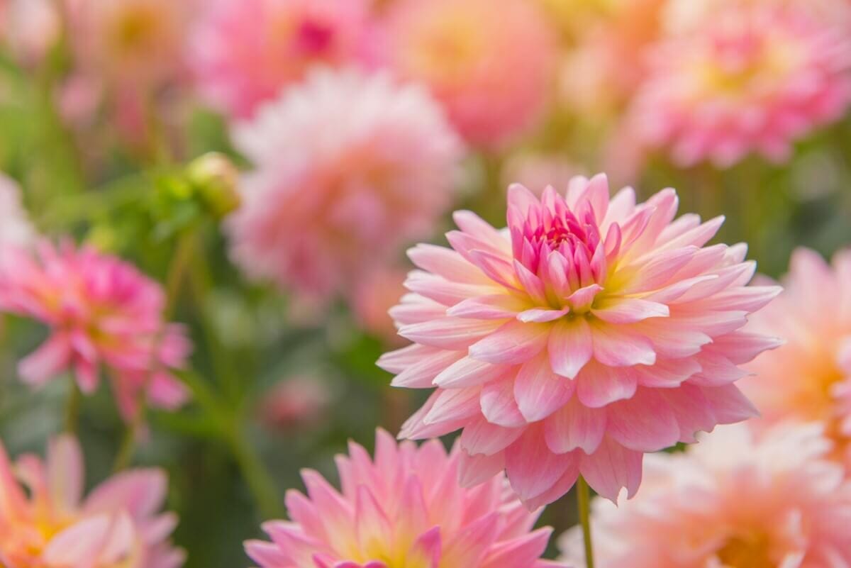 How to Grow Dahlias in Your Garden Petal Republic