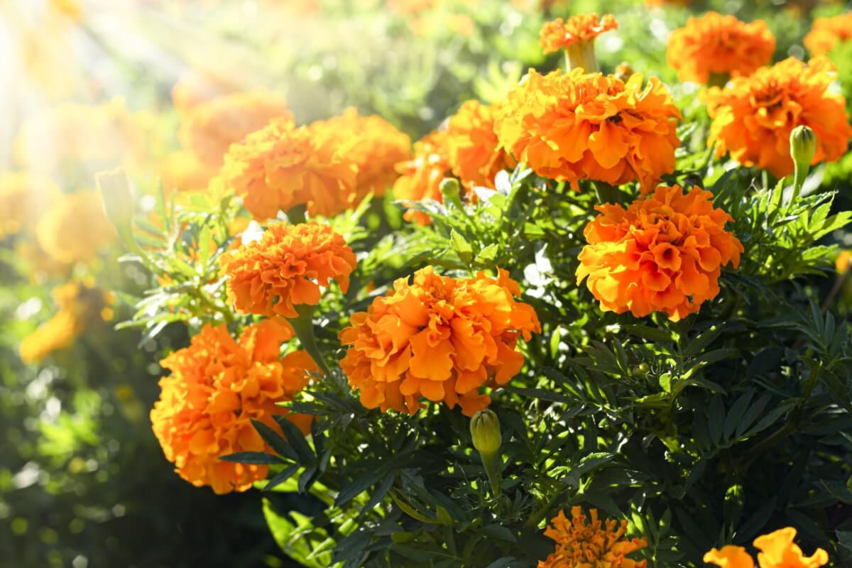 Marigold Watering Essentials Techniques for a Flourishing Garden