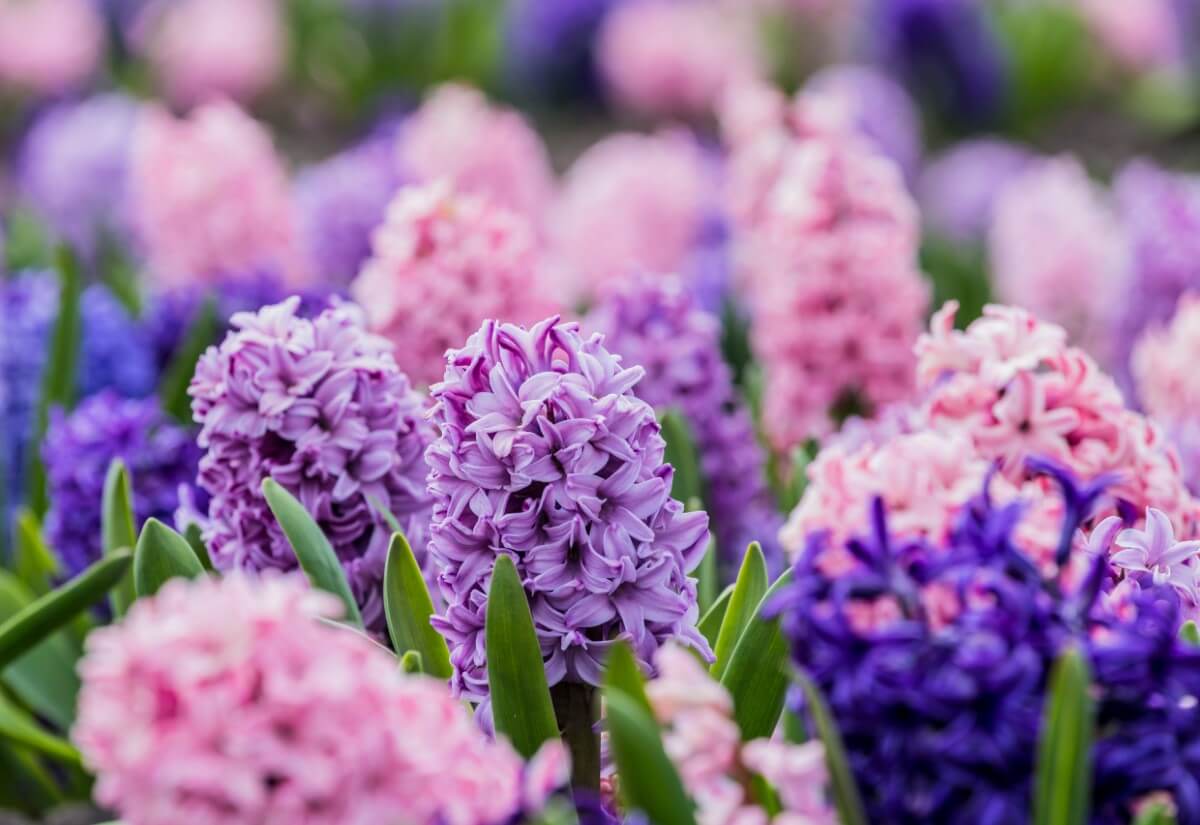 15 Best Types of Flowers for Easter Gifts Petal Republic