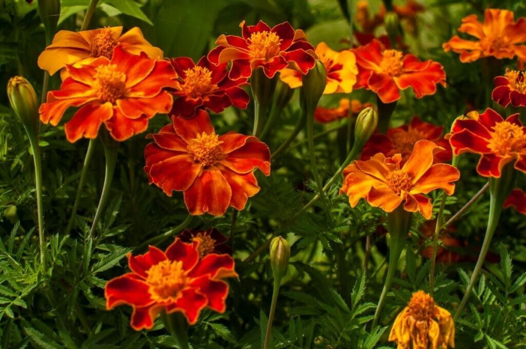 When Do You Cut Back Marigolds? (Essential Guide) Petal Republic