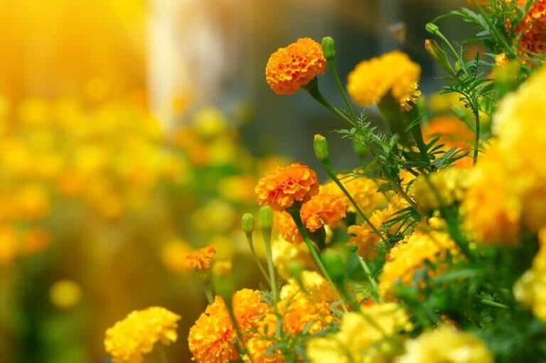 How Long Do Marigolds Take To Flower? Petal Republic