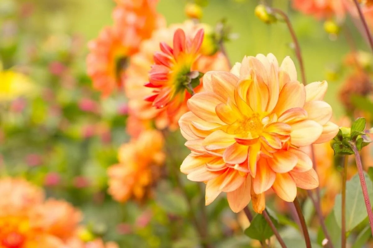 15 Officially Recognized Dahlia Flower Colors