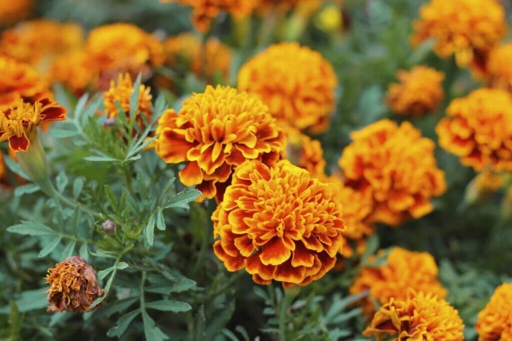 When and How to Fertilize Marigolds (Essential Guide) Petal Republic