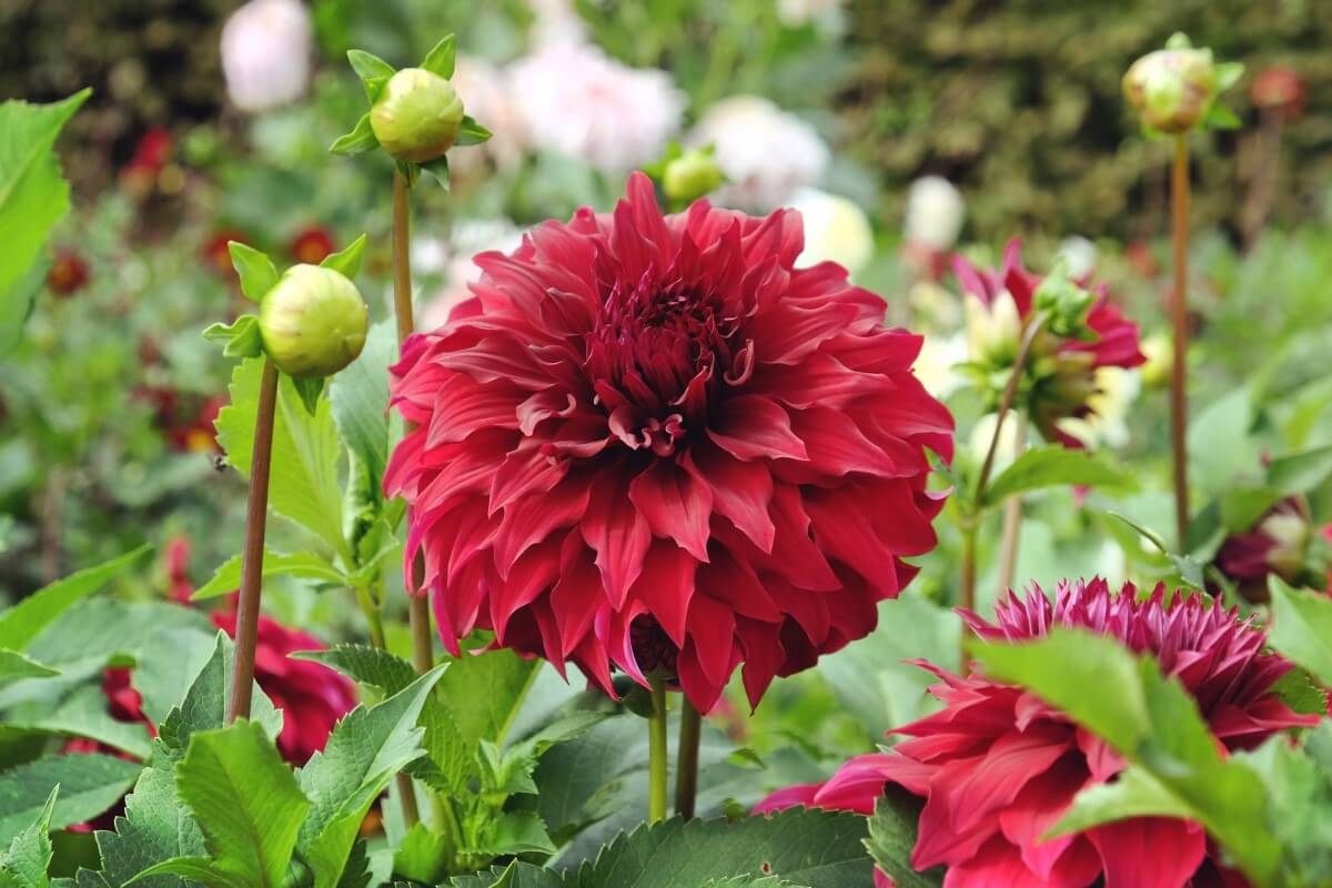 When Do Dahlias Bloom? (Essential Guide) Petal Republic