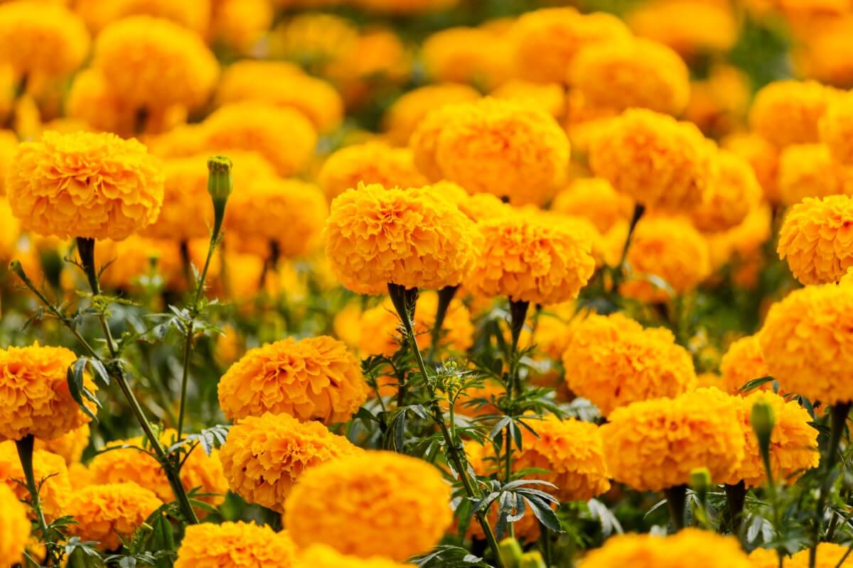 How Long Do Marigolds Take To Flower? Petal Republic