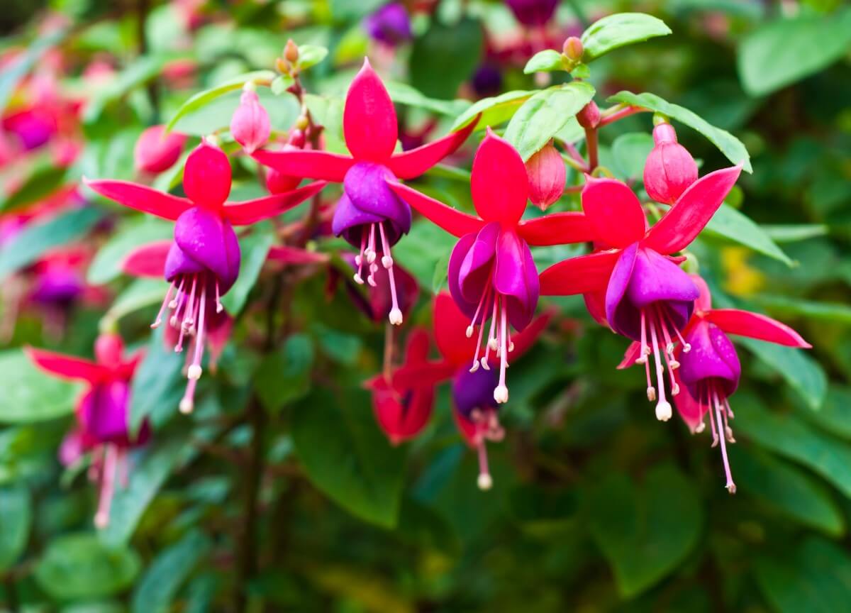 Ultimate Guide to Fuchsia Flower Meaning and Symbolism Petal Republic