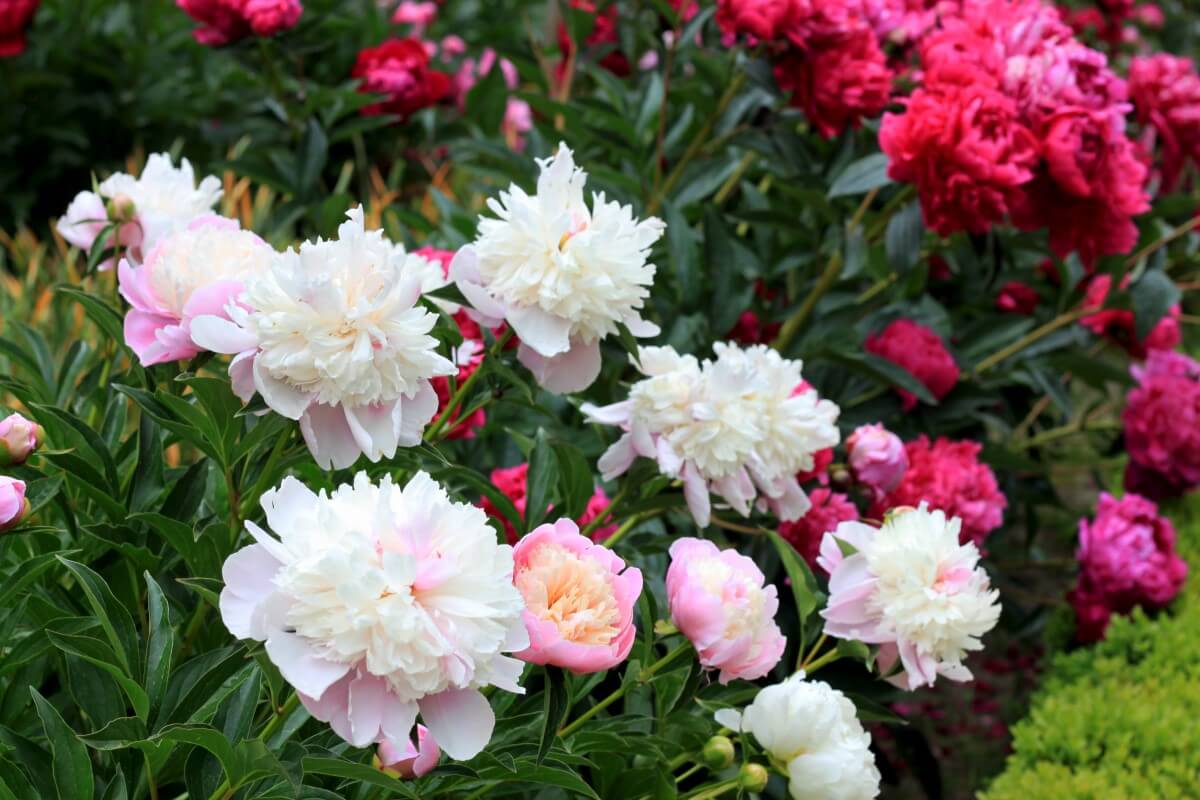 How to Grow Peonies The Ultimate Starter Guide Petal Republic
