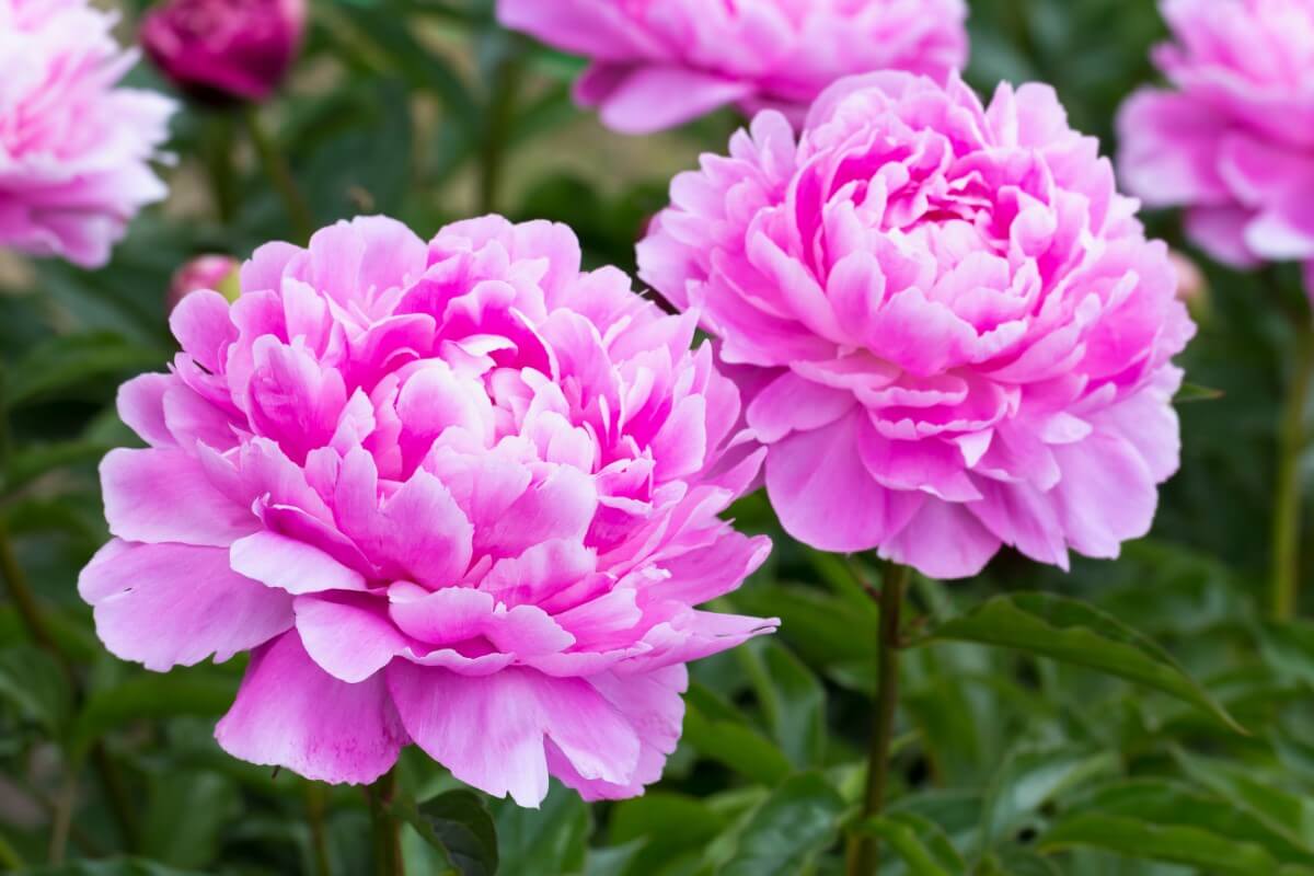 How to Grow Peonies The Ultimate Starter Guide Petal Republic