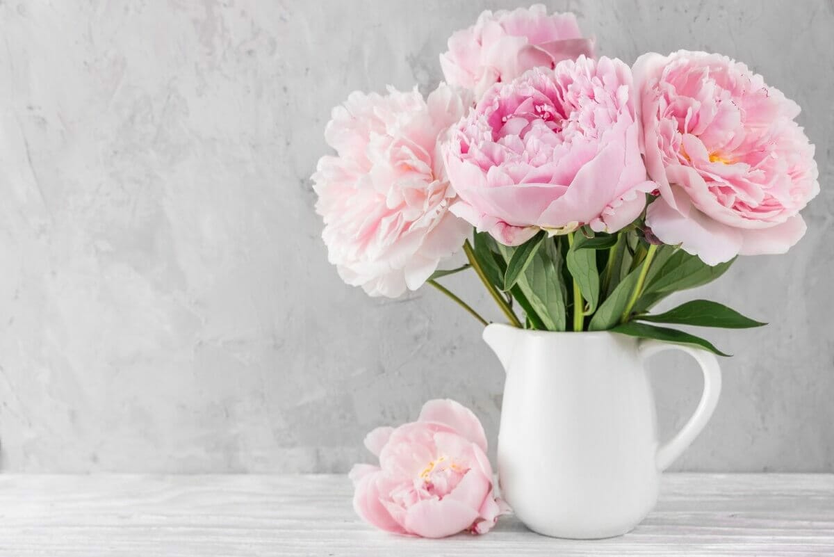 How to Grow Peonies The Ultimate Starter Guide Petal Republic