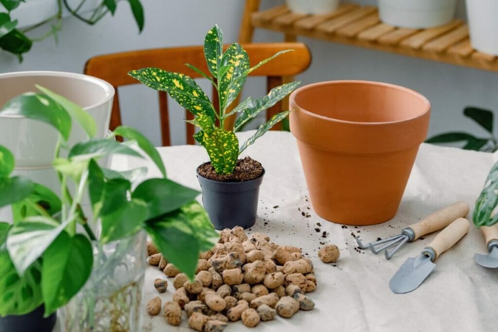 When and How to Propagate Croton Plants at Home Petal Republic