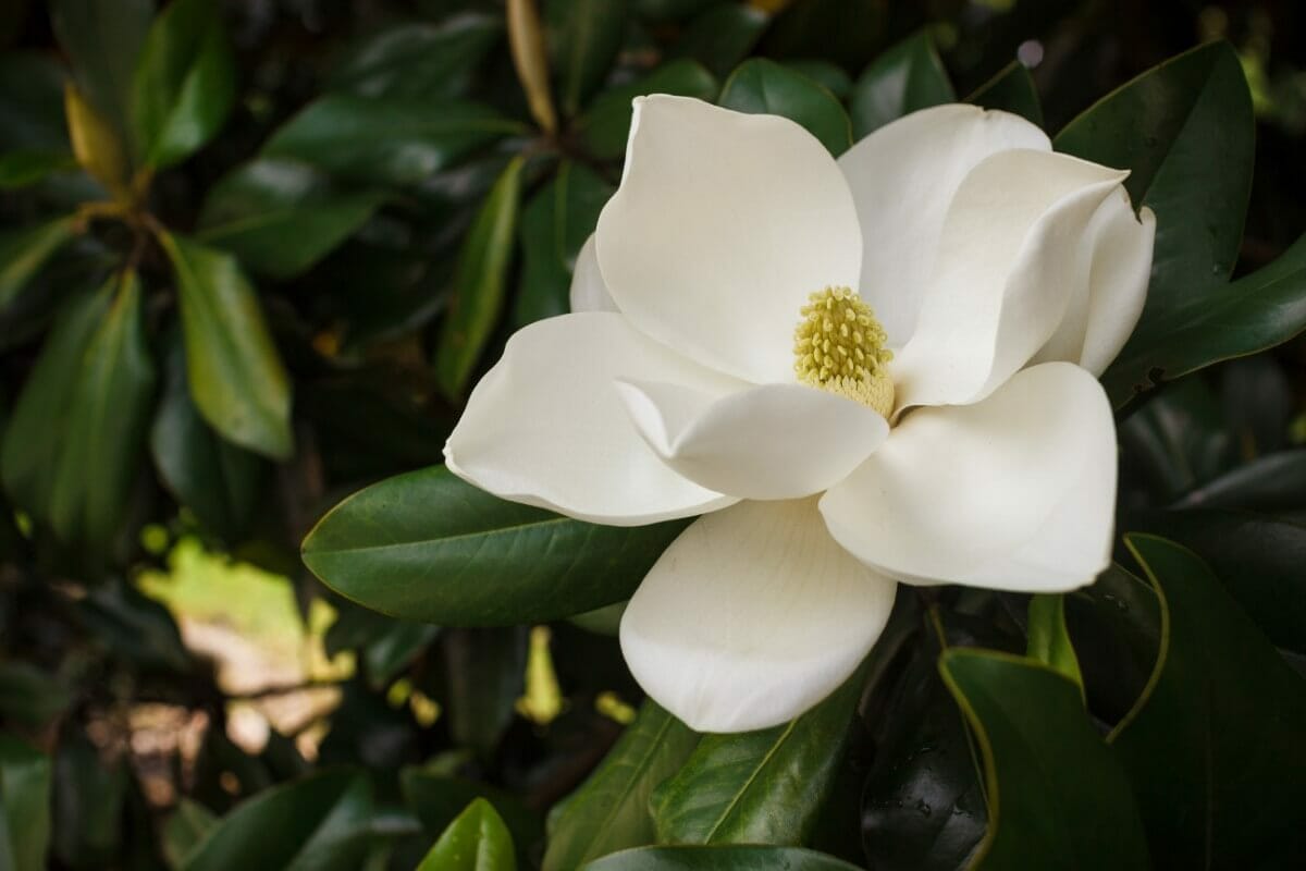 Ultimate Guide to Magnolia Flower Meaning & Symbolism Petal Republic