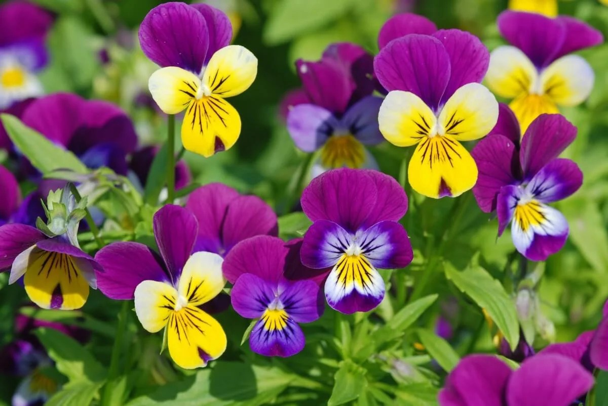Ultimate Guide to Pansy Flower Meaning & Symbolism Petal Republic