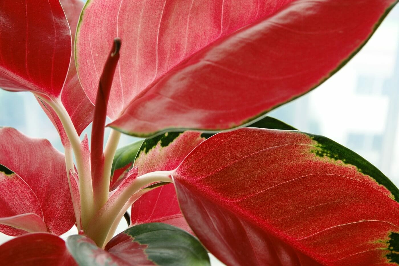 How to Fertilize Aglaonema Plants (Chinese Evergreens) Petal Republic