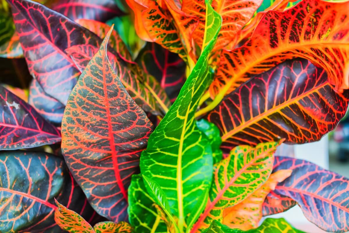 9 Amazing Uses and Benefits of Croton Plants Petal Republic