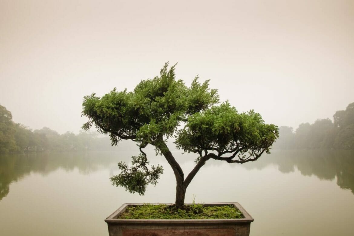Bonsai Tree Meaning, Symbolism, and 16 Popular Types Petal Republic
