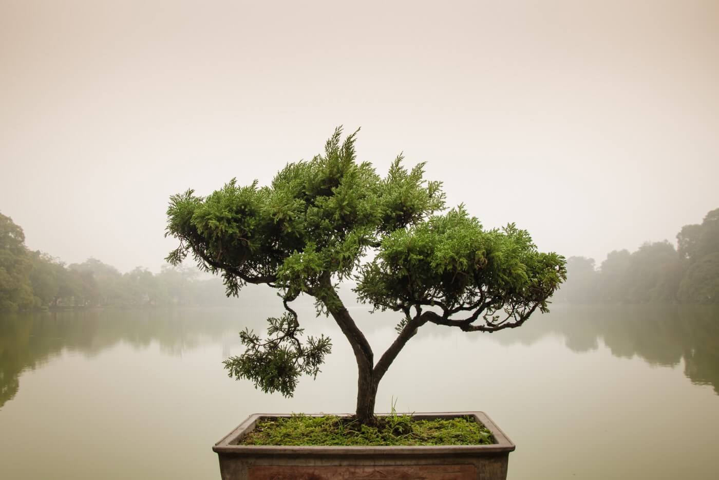 The Symbolism Of Bonsai Trees
