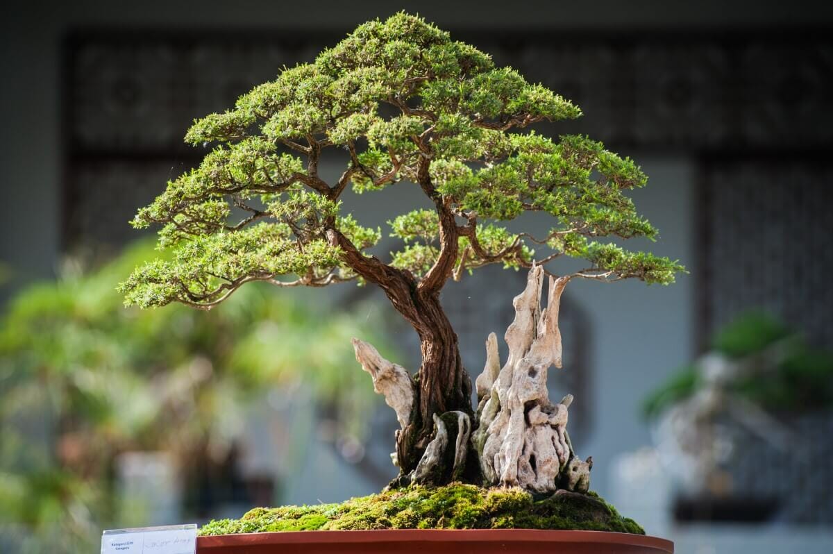 Bonsai Tree Meaning, Symbolism and 16 Popular Types Petal Republic